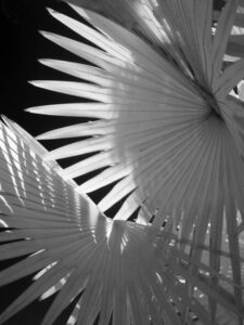 Bismark Palm